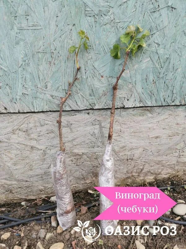 маркировка саженцев. московский оазис питомник. обрезанный клематис. оазис питомник. московский оазис питомник.