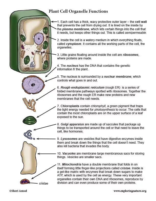 Cell function. Cell organelles. organelles of cell function. cell organelles and their functions. plant cell organelles.