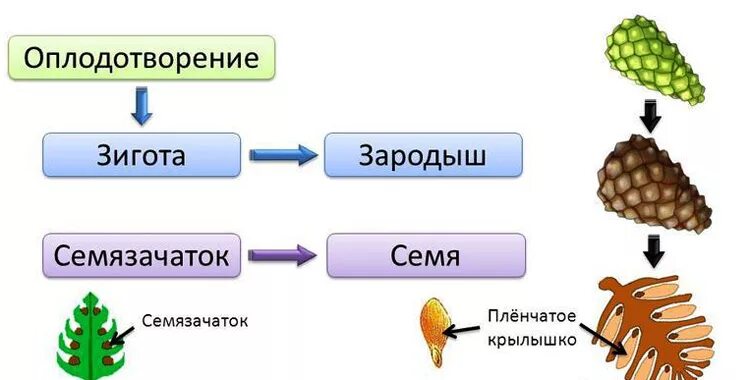Как происходит опыление и оплодотворение у голосеменных. Оплодотворение у голосеменных схема. размножение голосеменных схема. оплодотворение голосеменных сосна.