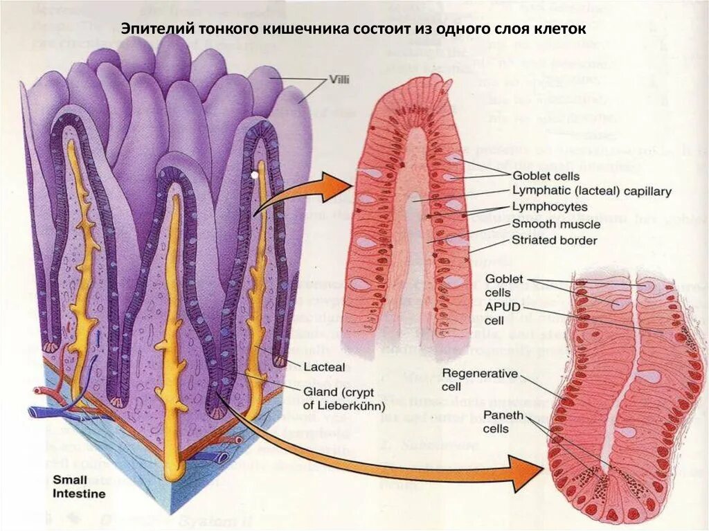 Ткани тонкой кишки. Строение эпителия тонкой кишки. Каемчатый эпителий кишечника. Цилиндрический эпителий тонкой кишки. Однослойный каемчатый эпителий тонкого кишечника.