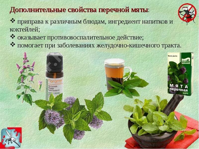 Мята перечная эффекты. Мята перечная травник. мята перечная опушение. мята перечная интересные факты. свойства мяты перечной.