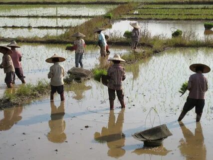 Human farming