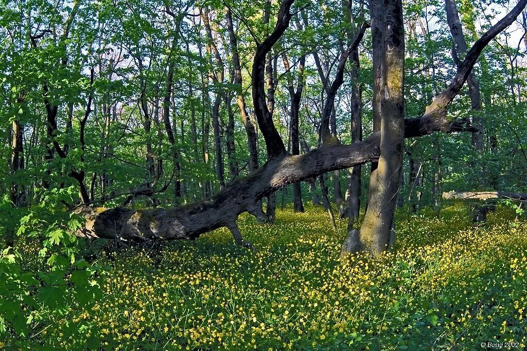 Горы новороссийска лес. Летов в лесу. Гора колдун мысхако. В лесу новороссийска. Цемесская роща.