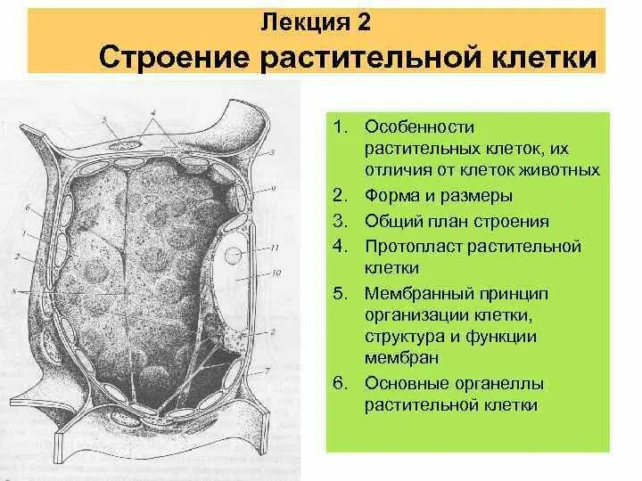 Структура растительной клетки 6 класс впр. Особенности растительной клетки. Особенности ра тительной клетки. Особенности строения растительной клетки. Особенности клеток растений.