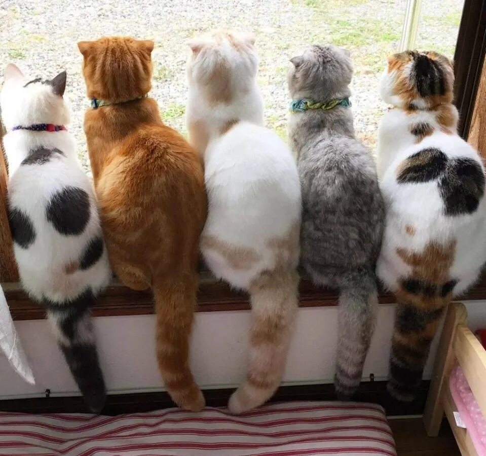 Некоторые кошки