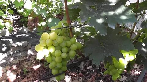 Сорт винограда маша