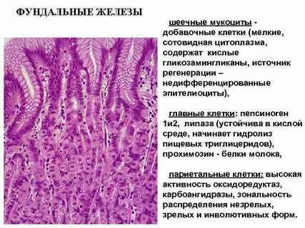 Слизистая железа содержит