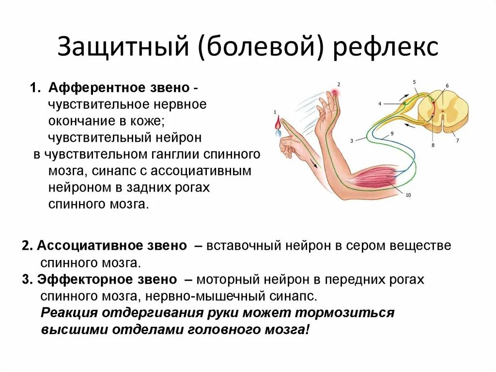 Рефлекторная дуга оборонительного рефлекса. Сгибательный рефлекс физиология схема. Схема рефлекторной дуги оборонительного рефлекса. Схема прохождения импульса по рефлекторной дуге. Биологическое значение рефлексов