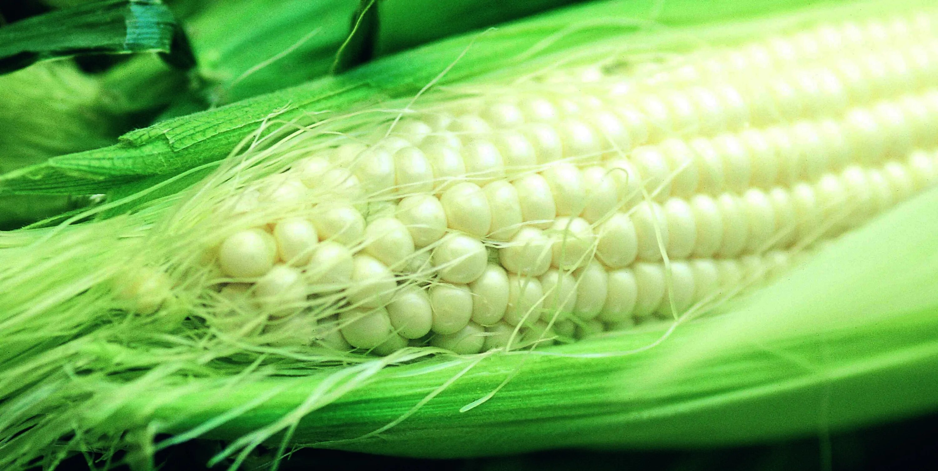 Кукурузные поля в штате небраска. Неопыленный початок кукурузы. Сон поле кукурузы. Кукуруза рамондия. Неспелая кукуруза.