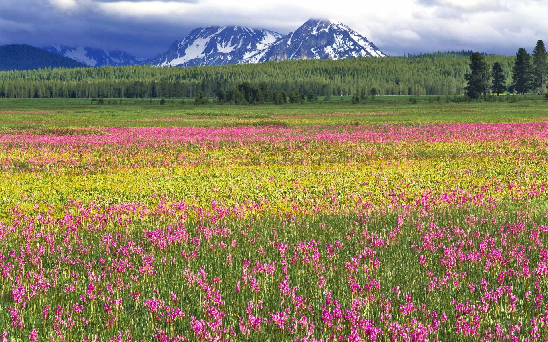 Поляна усеянная цветами. Эспарцет алтай. эспарцет горы. луга якутии. поляна цветов.