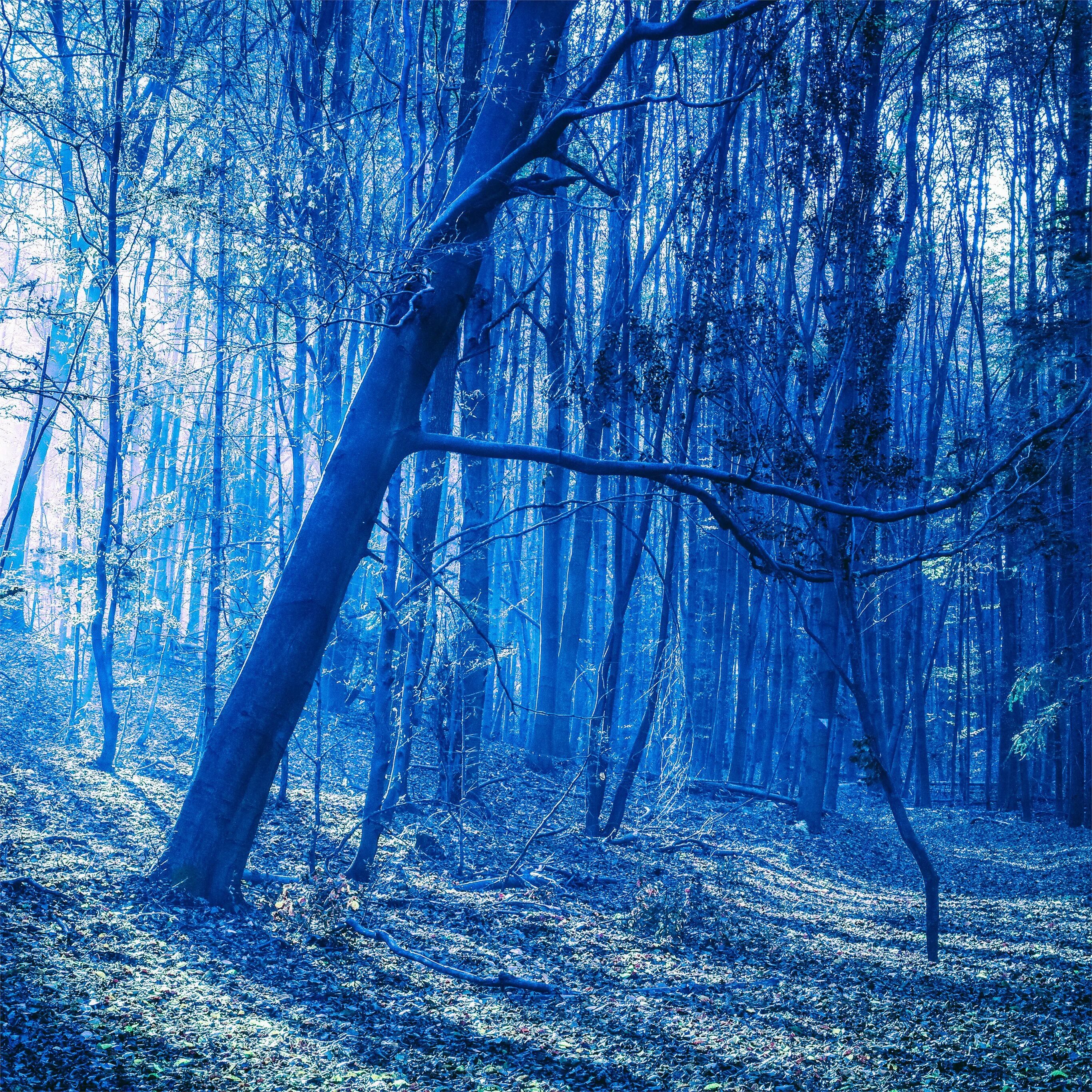 Березовый лес вечером. Синяя роща. Синяя роща. Лес в синих оттенках. Халлербос бельгия.