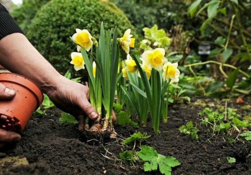 Можно ли сажать цветы в землю