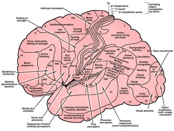 Карта полей головного мозга по Бродману. Зоны Бродмана. Цитоархитектонические карты головного мозга. Карта цитоархитектонических полей коры головного мозга Бродмана. Третичные поля мозга