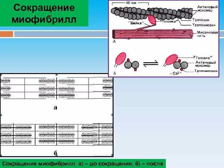 Каким номером на рисунке обозначена миофибрилла. Сокращение миофибрилл. Сокращение митфибрилла. Фазы сокращения миофибрилл. Сокращение миофибриллы - это процесс.