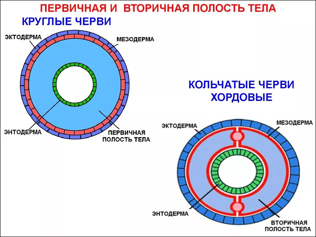 Имеет полость целом. Первичная полость тела и вторичная полость тела. Вторичная полость тела у круглых червей. Вторичная полость тела червя. Вторичная полость тела у кольчатых червей.