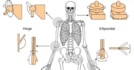 Types of Joints. Types of Joints in our body. Body Joints. Hinge Joint in Human. Human types