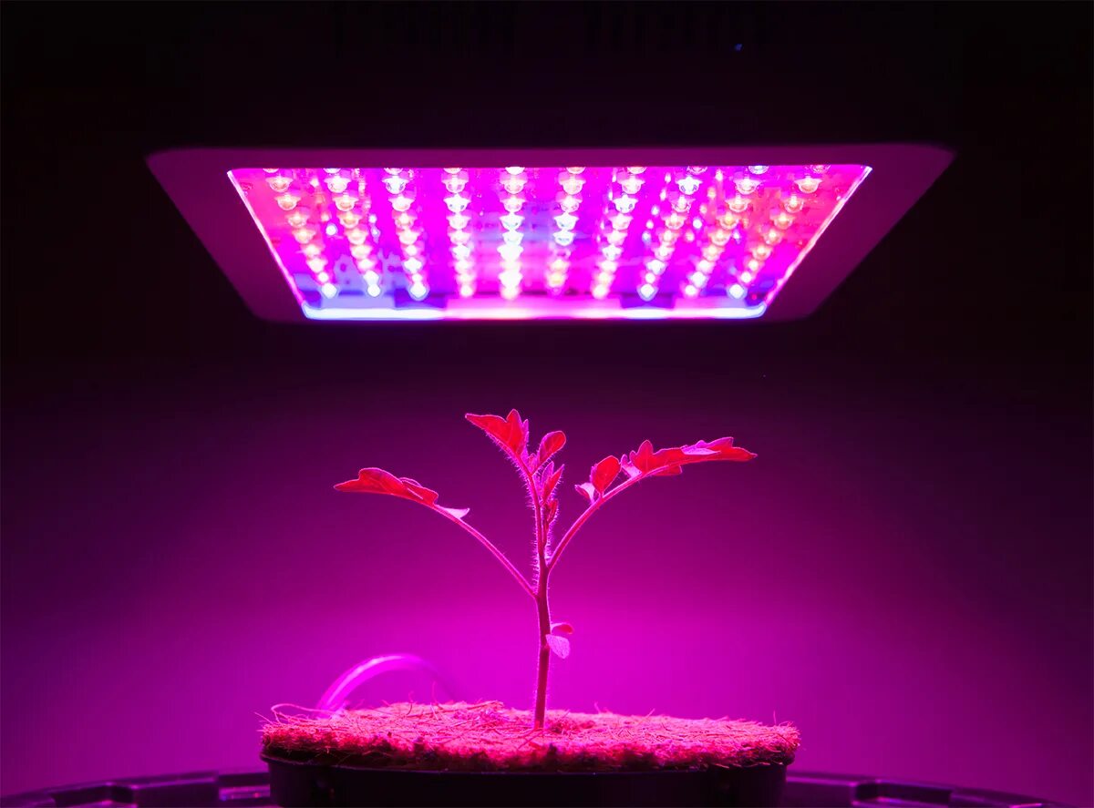 Фитолампа led grow Light. Led Plant grow Light. Horticulture led grow Lights. Лампа General 6500k 40 Вт для досвечивания рассады.