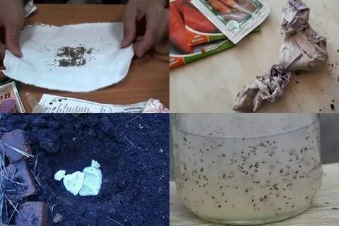 Морковь семена перед посадкой