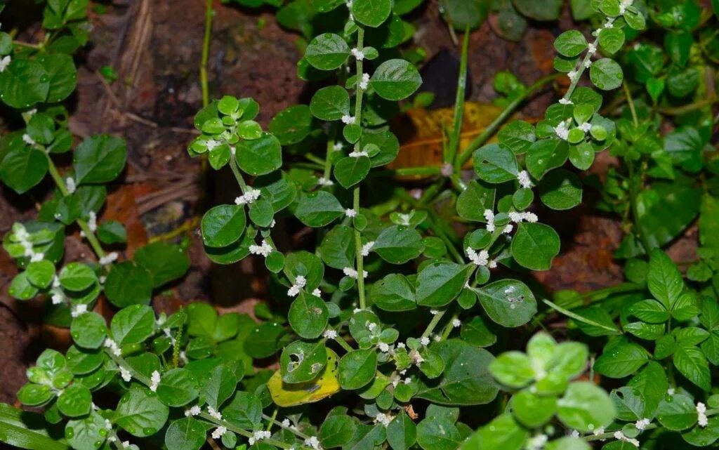 пол пала эрва шерстистая. пол-пала (эрва шерстистая) трава 30г. эрвы шерстистой трава. эрва шерстистая (пол-пала) трава 50г. пол пола как называется.