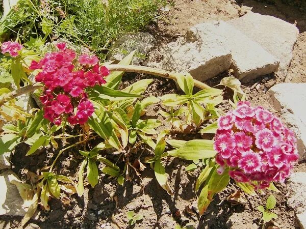 Турецкая гвоздика весной. Гвоздика Садовая ампельная. Гвоздика турецкая. Гвоздика турецкая вариегатная. Гвоздика турецкая цветение.