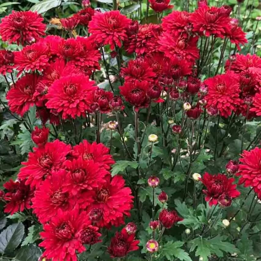 Хризантема червона калина. Хризантема корейскаячернова калына. Корейская хризантема червона кула. Мультифлора липстик. Хризантема червона калина.