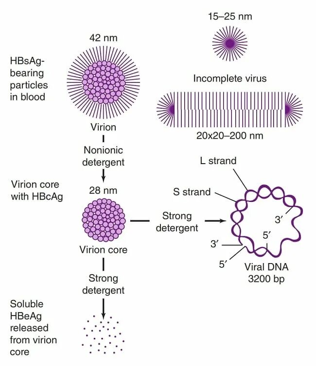 Антиген вируса гепатита в hbsag. HBS антиген гепатита b. HBV вирус. Hepatitis b вирус. HBV virus structure.