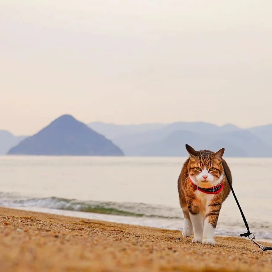 Коты путешественники. Traveling cats. Traveling cats. Кот путешественник. Кошачий храм в японии.