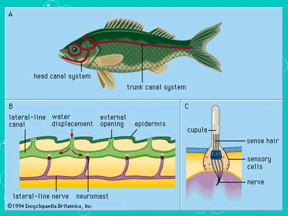 Какие рыбы имеют боковую линию. Органы боковой линии. Боковая линия у рыб. Строение боковой линии у рыб. Рыба линиями.