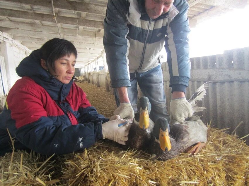 Как открыть лпх. Глава личного подсобного хозяйства. подсобное хозяйство на филейке. лпх притчин. лпх высочин с в самарское.