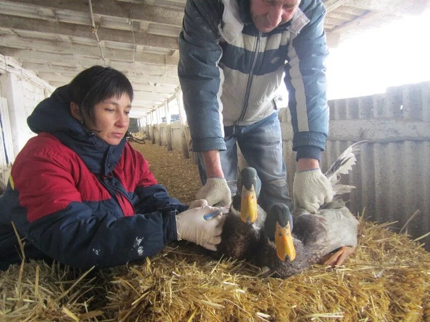 Подсобный хозяйство работа. Подсобное хозяйство. Личное подсобное хозяйство. Подсобное хозяйство в школе. ЛПХ.