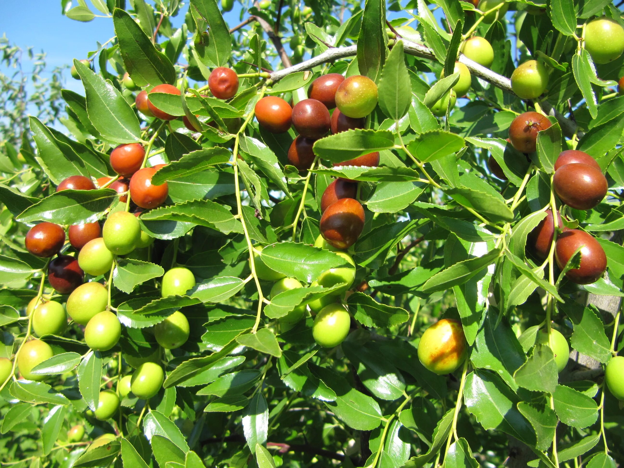 Саженцы плодовых. Миндаль амаретто дерево. Черешня крупноплодная колоновидная. Липа мелколистная саженец. Pinus nigra крымская сосна.