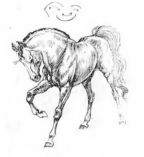 Карандашный набросок 5 букв сканворд. Лошадь рисунок. Наброски лошадей. Зарисовки лошадей в движении. Лошадь в движении карандашом.
