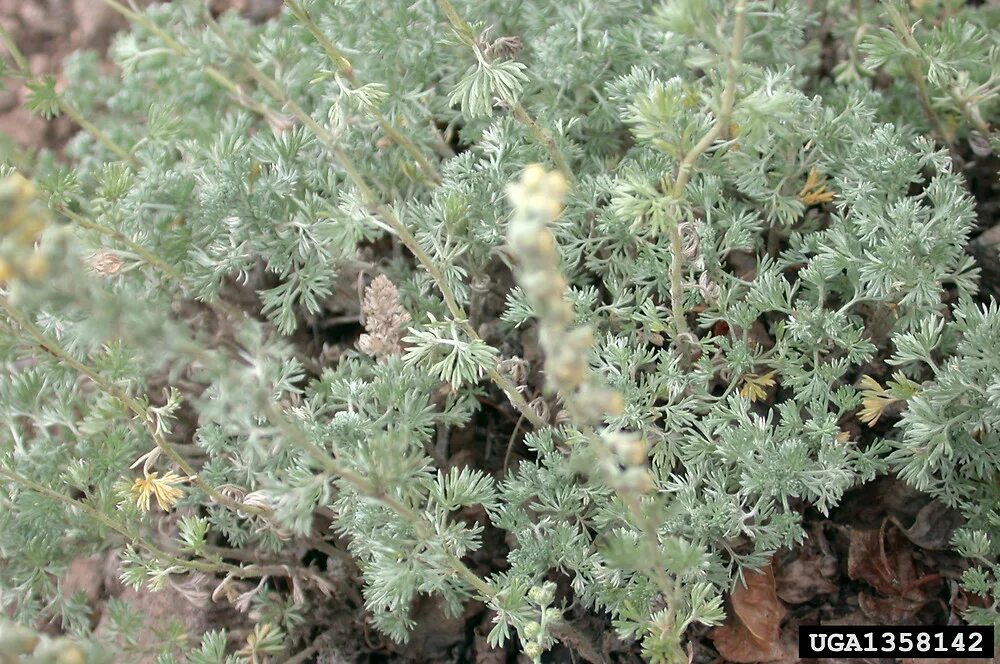 Полынь северная. Полынь северная. Полынь северная. Полынь северная. Полынь метельчатая (artemisia scoparia).