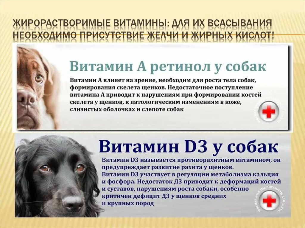 Что можно давать собаке из человеческой