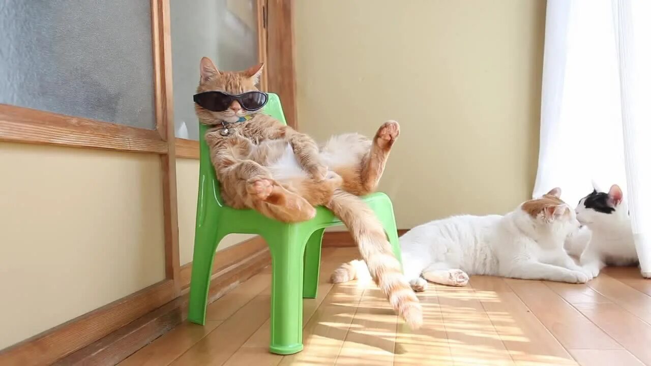 Смешные котята. Смешные коты лучшее видео. Смешные котики фото. Смешные видео про котиков. Кот потягивается.