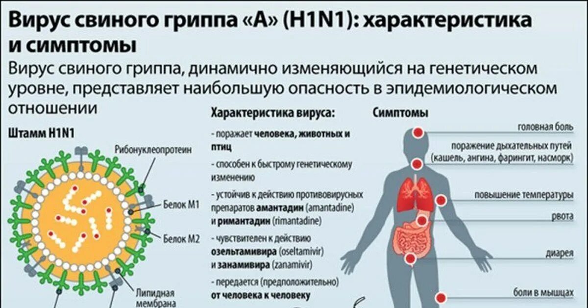 Грипп h1n1. Вирус гриппа h1n1 строение. Свиной грипп h1n1. Грипп h1n1 симптомы. Орви умирают