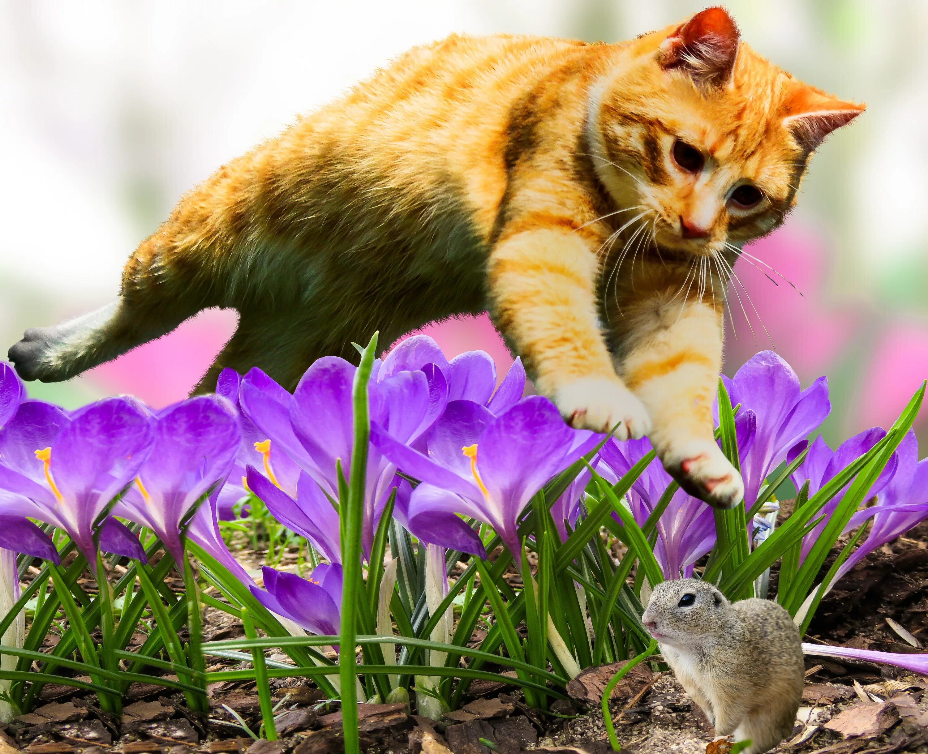 Котенок любит играть с цветами. Животные весной. Весенние котята. Весенние цветы и животные.