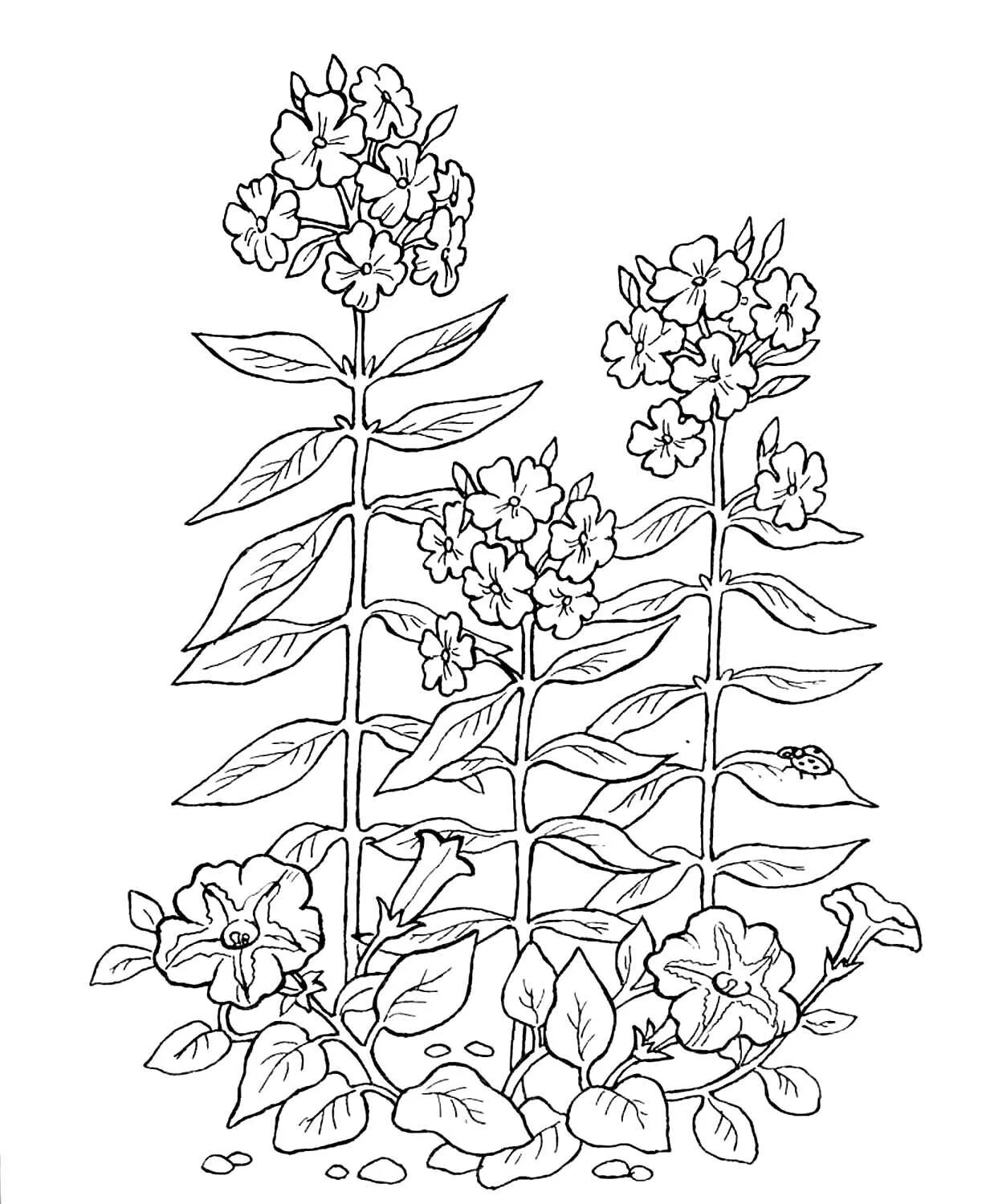 Plant coloring. Флокс метельчатый. Растения. Раскраска. Лекарственные растения раскраска. Лечебные растения раскраска.