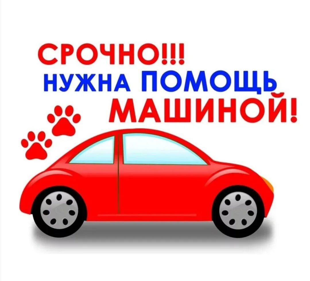 Нужна автопомощь картинки. Нужна помощь машиной для собаки. Ищу машину. Нужна помощь машиной. Срочно нужна машина.