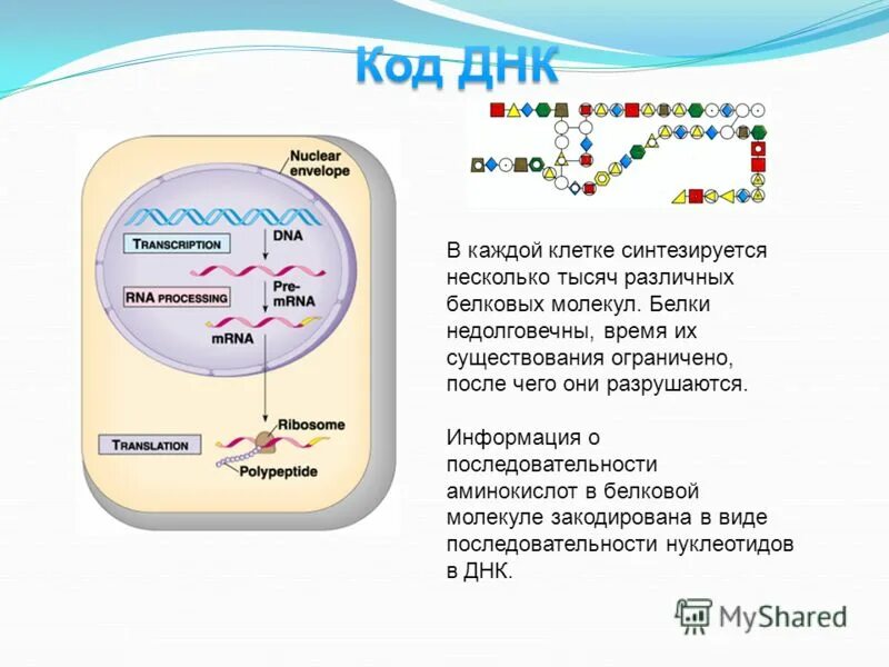 Структура белка закодирована в молекуле днк