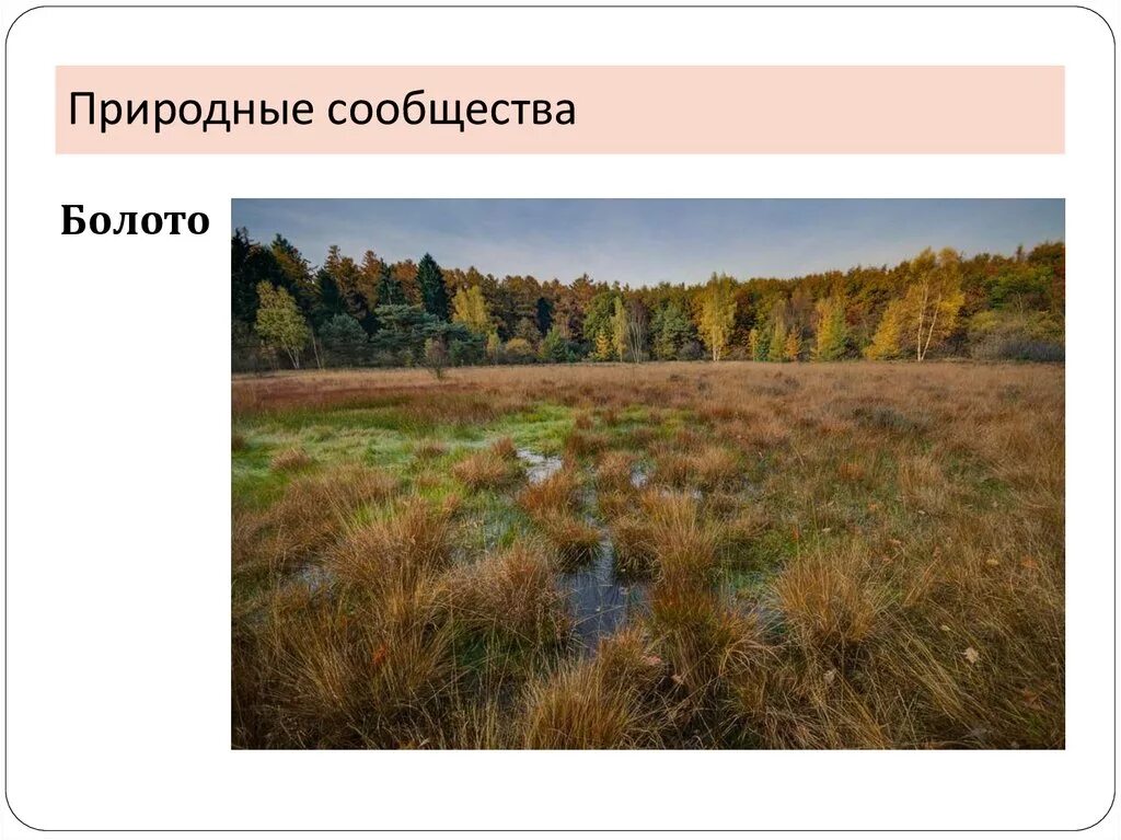 Искусственные природные сообщества рабочий лист. Искусственные природные сообщества рабочий лист