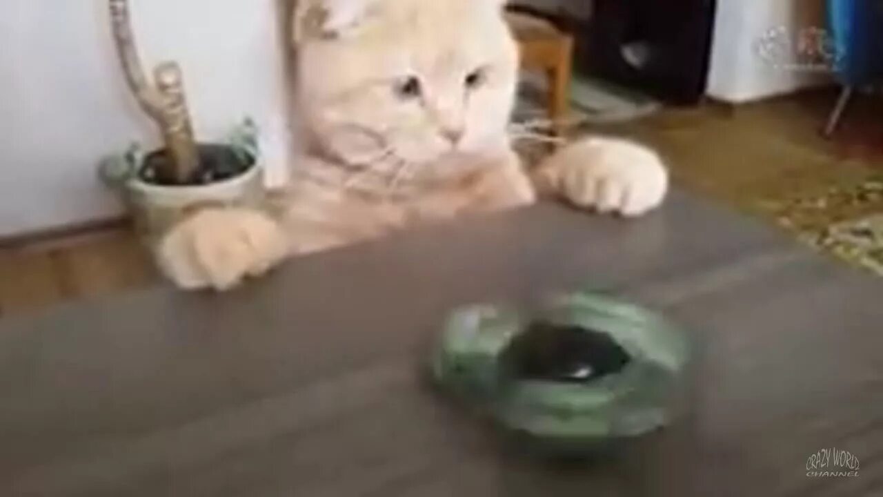 Кот в круге. Кот крутит обруч. Cat spinning youtube. Белка в колесе гифка. Кот крутится.