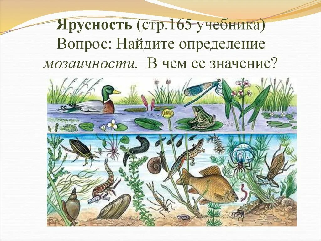 Сообщества п. Биоценоз озера рис. экосистема водоема. природные сообщества и их обитатели. экосистема водоема для дошкольников.