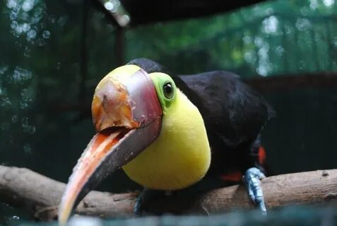 Клювик