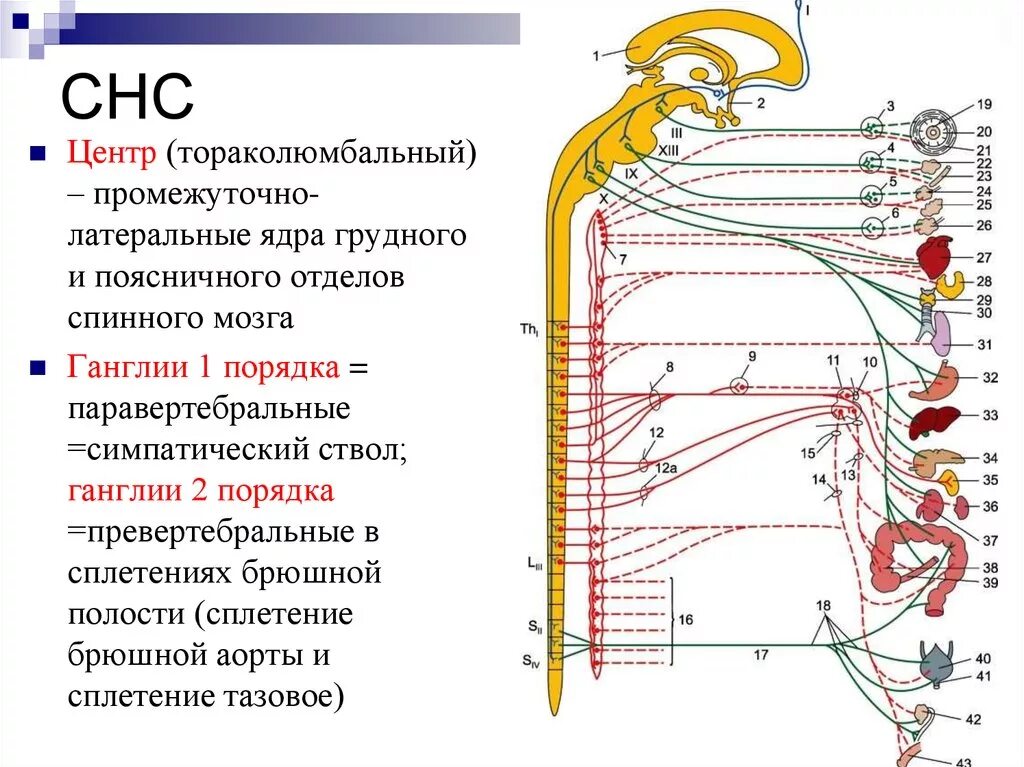 Нервные центры симпатического отдела. Тораколюмбальный отдел вегетативной нервной системы. Вегетативные центры вегетативной нервной системы. Ганглии вегетативной нервной системы. Вегетативная нервная система схема спинного мозга.