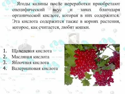 Калина ягода давление