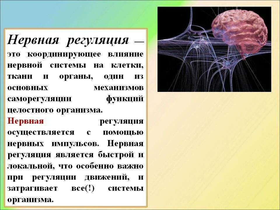 Нервный механизм регуляции функций. Роль нервной системы в регуляции функций организма. Нервная регуляция осуществляется. Нервная регуляция функций осуществляется с помощью. Какую роль играет нервная