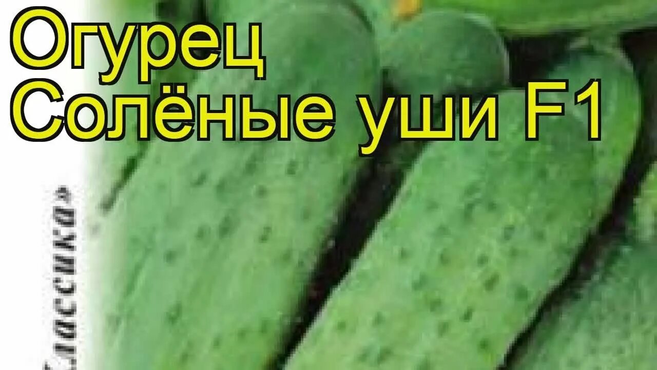 Огурец Королевский F1