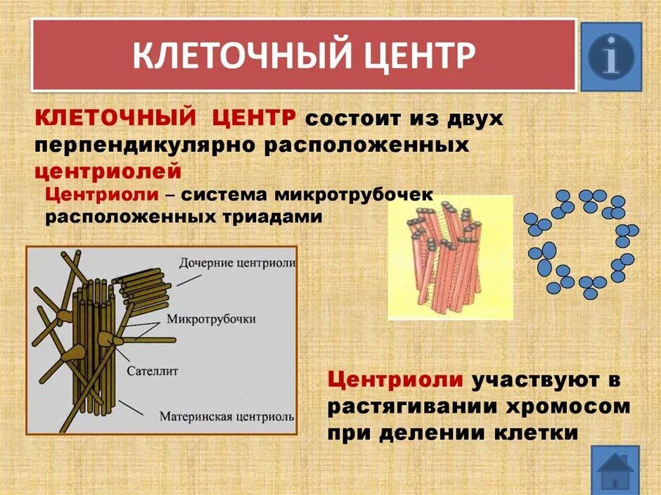 Какая клетка имеет клеточный центр. Клеточный центр 10 класс биология. клеточный центр строение и функции. клеточный центр биология 8 класс. клеточный центр функции 8 класс биология.