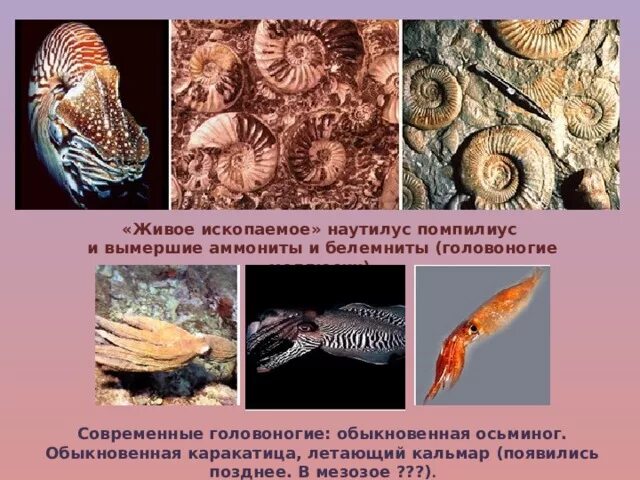 Причины постоянства живых ископаемых
